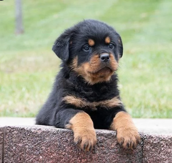 regalo cuccioli rottweiler whatsapp ( 0039 353 317 4023 ) | Foto 1