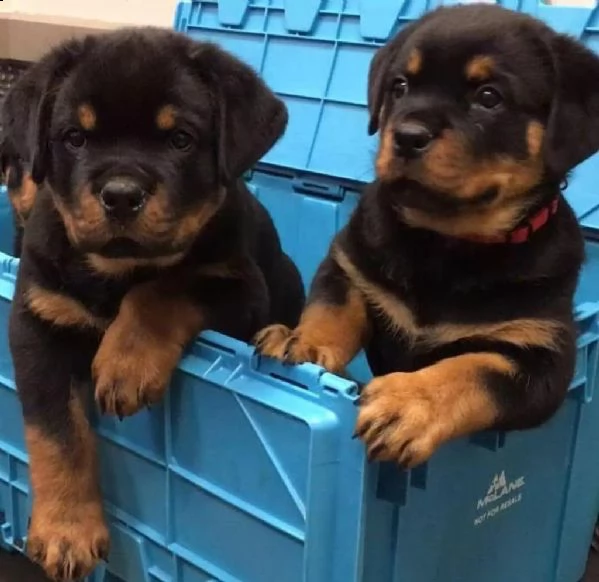 regalo cuccioli rottweiler whatsapp ( 0039 353 317 4023 ) | Foto 0