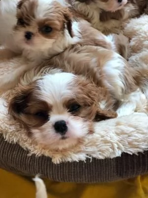 bellissimi cuccioli di cavalier king maschi e femmine