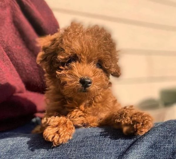 cuccioli barboncini toy piccoli 