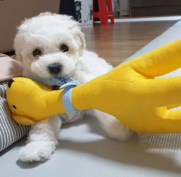 cuccioli di bichon frisé | Foto 0