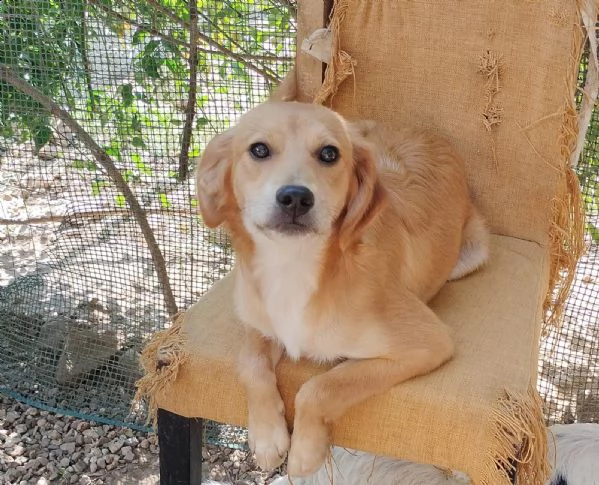 lara, cagnolina dolcissima