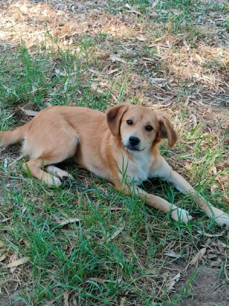 lara, cagnolina dolcissima | Foto 1