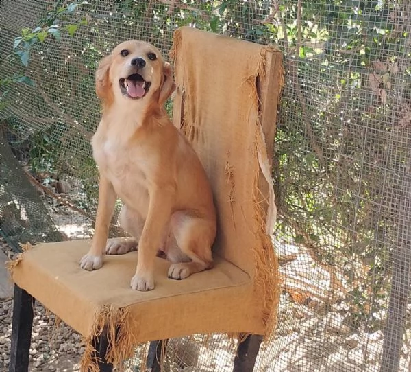 lara, cagnolina dolcissima | Foto 0