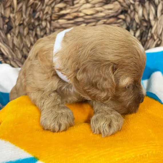 carino 3 settimane cavapoo cucciolo come regalo | Foto 1