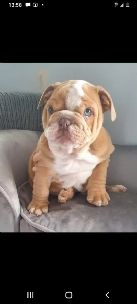 cuccioli di bulldog inglese | Foto 0