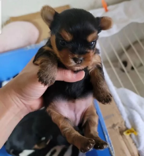 adorabile cucciolo di yorkshire pronto per il reinserimento ❤️ | Foto 0