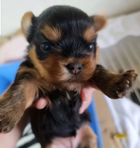 adorabile cucciolo di yorkshire pronto per il reinserimento ❤️