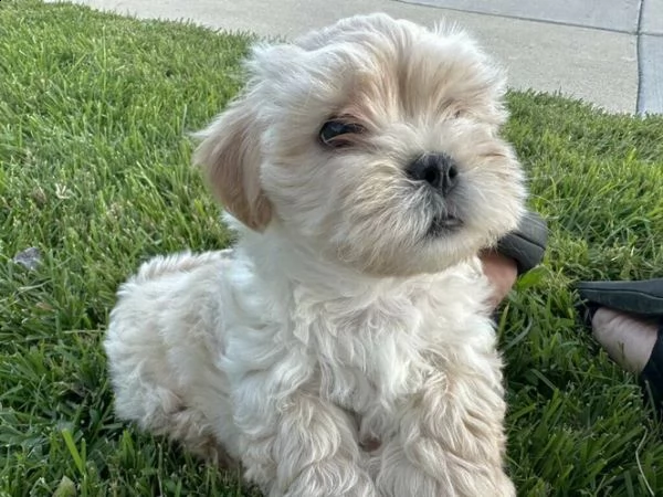 cucciolo di barboncino shih-tzu | Foto 2