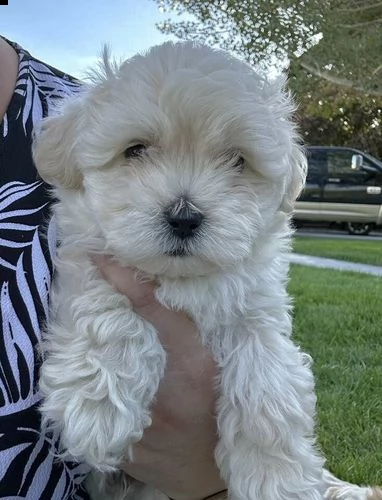 cucciolo di barboncino shih-tzu