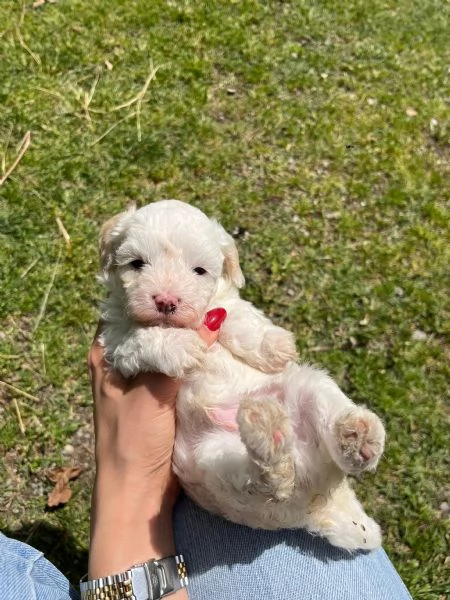 Maltipoo | Foto 5