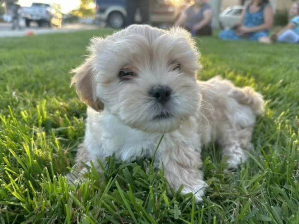 cucciolo di maltipoo allevato in casa per adozione ❤️❤️