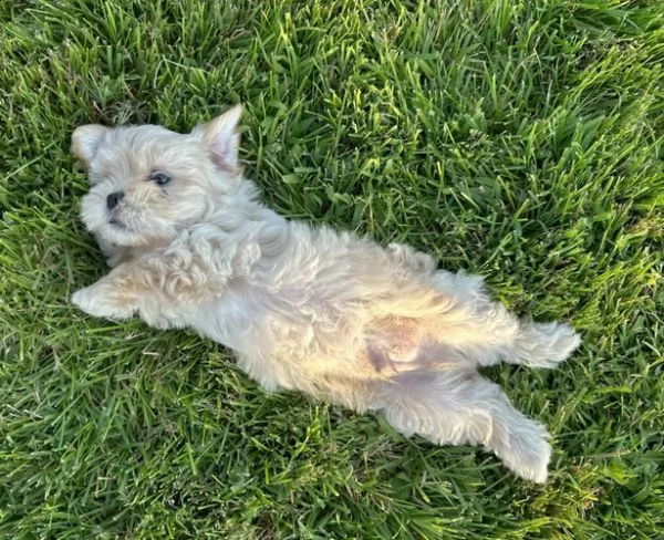 cucciolo di maltipoo allevato in casa per adozione ❤️❤️ | Foto 2