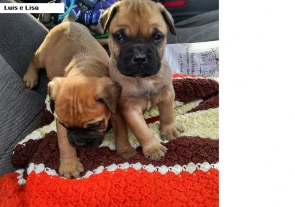 cuccioli di bullmastiff femminucce e maschietti disponibili .