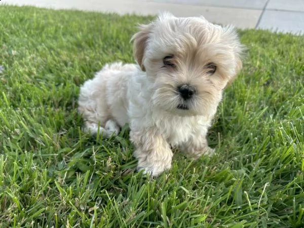 cucciolo di maltipoo allevato in casa per adozione ❤️❤️ | Foto 4