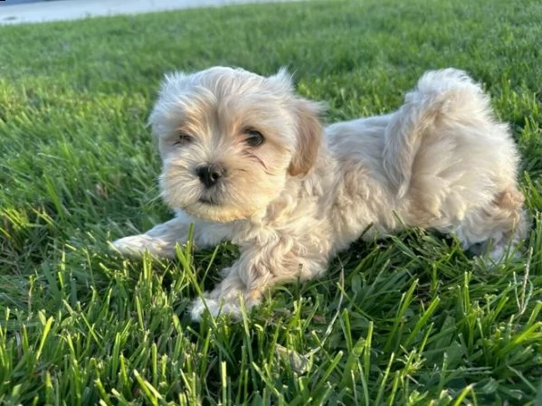 cucciolo di maltipoo allevato in casa per adozione ❤️❤️ | Foto 0