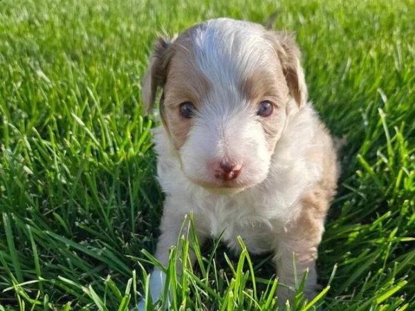 cuccioli di aussiedoodle giocattolo