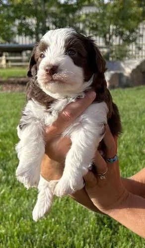 cuccioli di aussiedoodle giocattolo | Foto 6