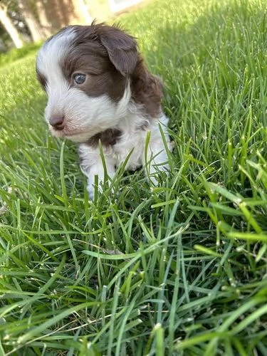 cuccioli di aussiedoodle giocattolo | Foto 5