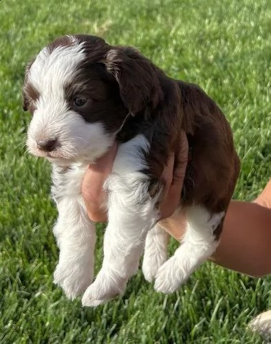 cuccioli di aussiedoodle giocattolo | Foto 3