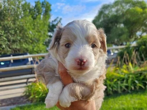 cuccioli di aussiedoodle giocattolo | Foto 1