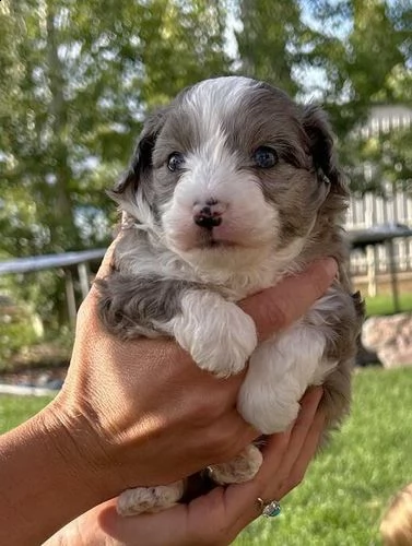 cuccioli di aussiedoodle giocattolo | Foto 0