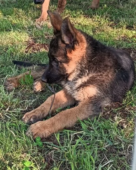 Cuccioli di Pastore Tedesco | Foto 9