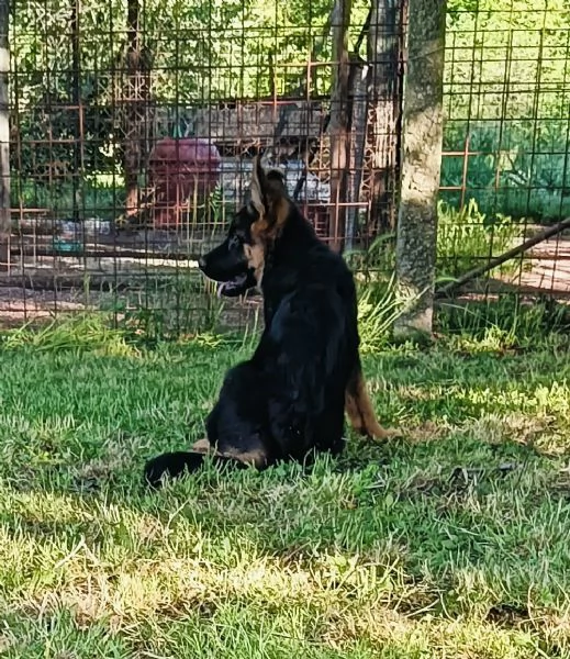 Cuccioli di Pastore Tedesco | Foto 8