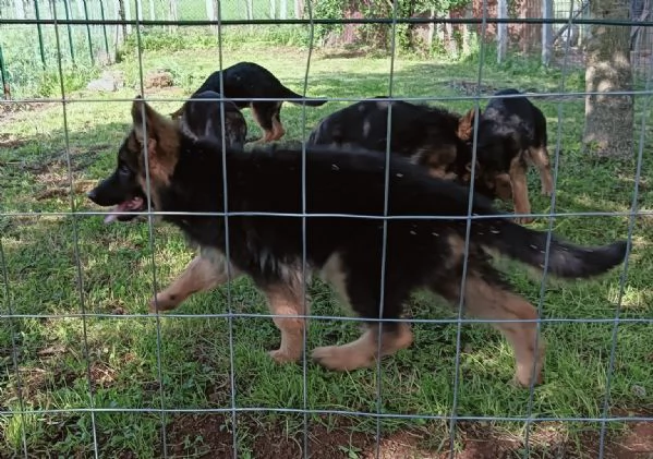 Cuccioli di Pastore Tedesco | Foto 4