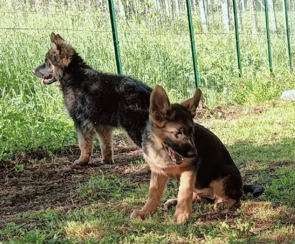 Cuccioli di Pastore Tedesco | Foto 4