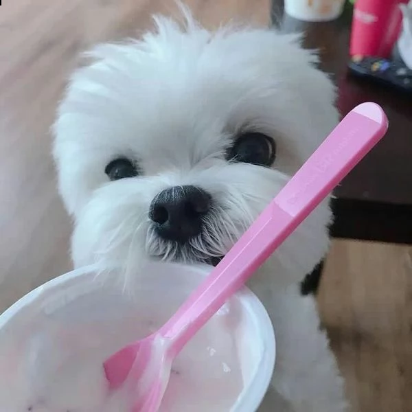 bellissimi cuccioli maltesi akc teacup disponibili per l'adozione per la tua famiglia abbiamo due be | Foto 0