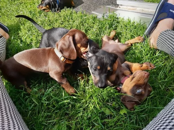 fantastico cuccioli di bassotto nano