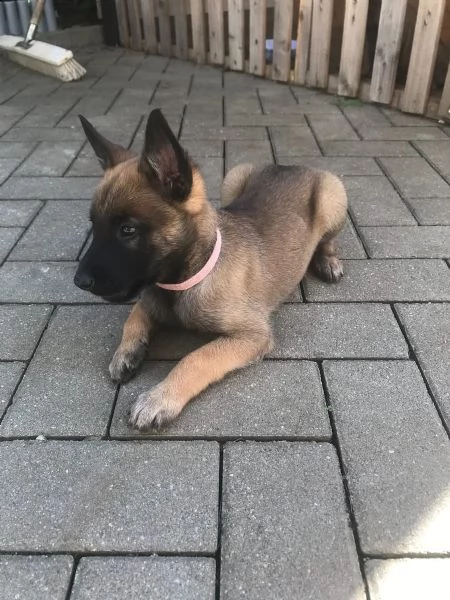 cuccioli pastore belga malinois maschio e femmina | Foto 2