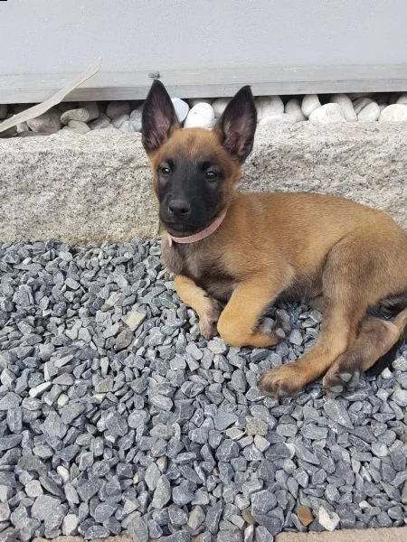 cuccioli pastore belga malinois maschio e femmina | Foto 1