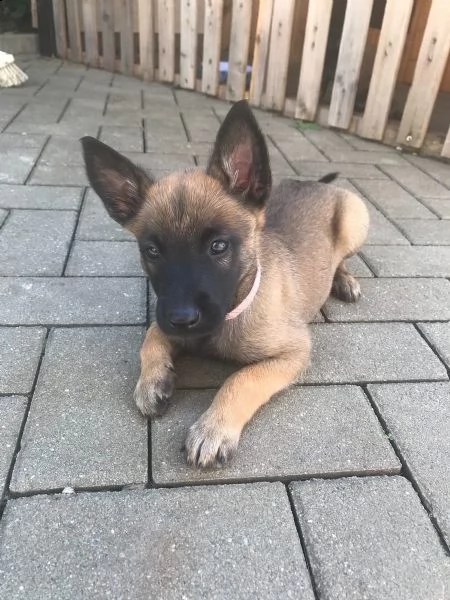 cuccioli pastore belga malinois maschio e femmina | Foto 0