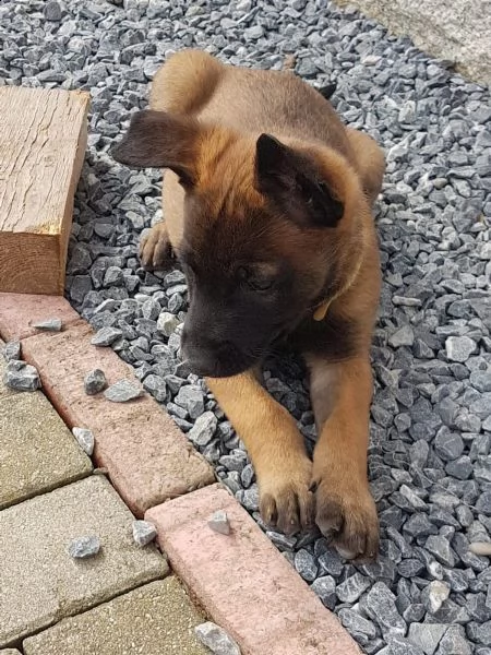 cuccioli pastore belga malinois maschio e femmina