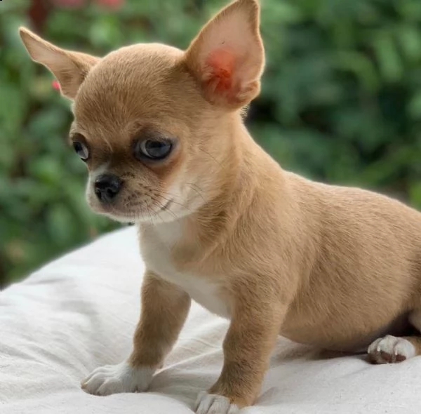 due cuccioli di chihuahua teacup hanno bisogno urgentemente di una nuova famiglia splendidi cuccioli | Foto 1