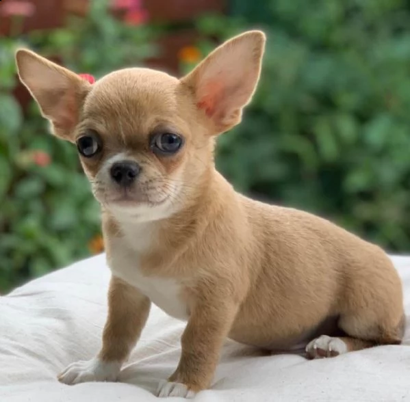 due cuccioli di chihuahua teacup hanno bisogno urgentemente di una nuova famiglia splendidi cuccioli | Foto 0