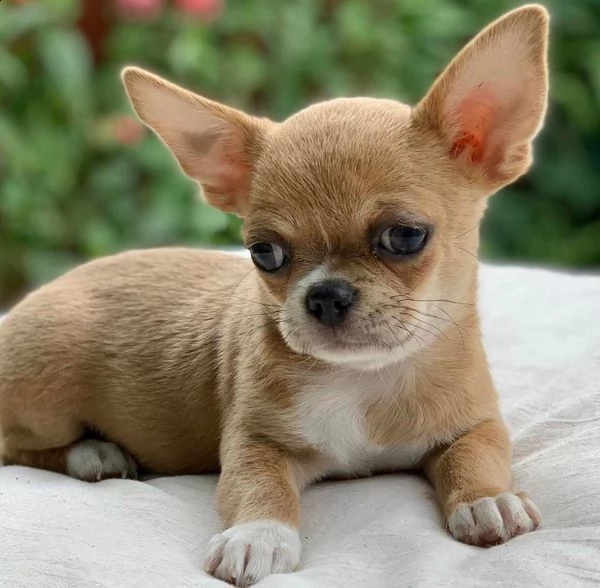 due cuccioli di chihuahua teacup hanno bisogno urgentemente di una nuova famiglia splendidi cuccioli