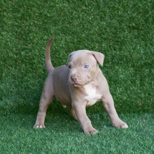 regalo cuccioli di pitbull 