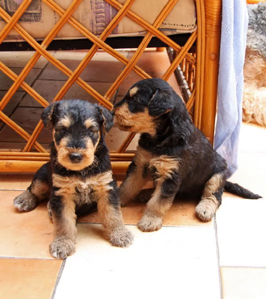 cuccioli di airedale terrier