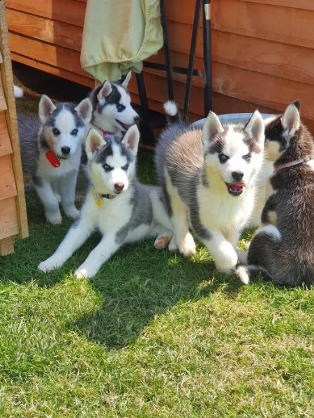 cuccioli di siberian husky