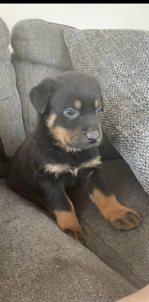 cuccioli di rottweiler | Foto 0