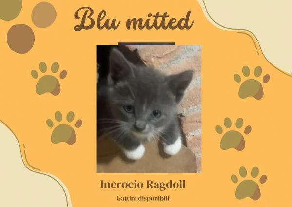 Cuccioli gattini incrocio Ragdoll 