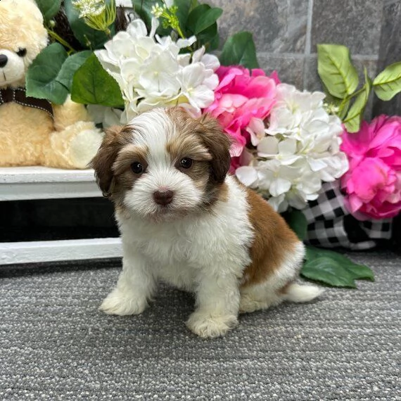 regalo cuccioli dolce e bella havanese