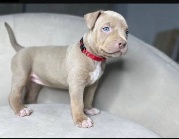 regalo cuccioli di bullo americano per l'adozione