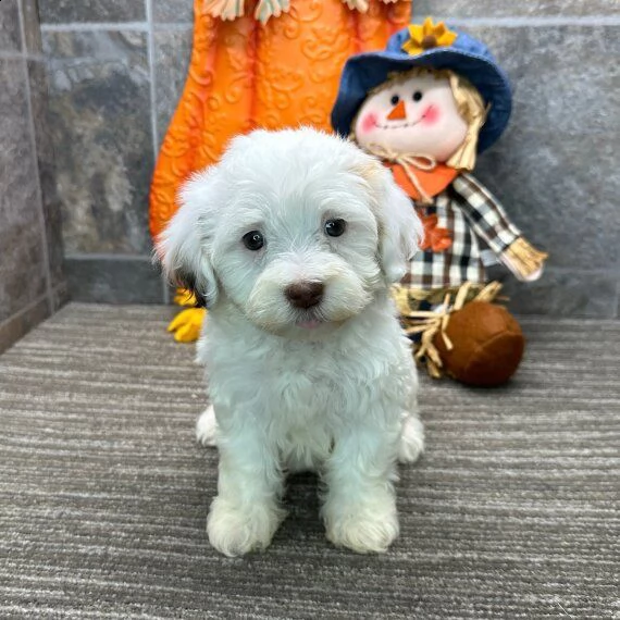 regalo cuccioli dolce e bella havanese