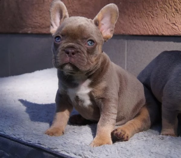 cuccioli di bulldog francese cercano una nuova casa