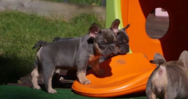 cuccioli di bulldog francese cercano una nuova casa | Foto 0