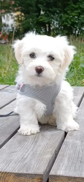 cuccioli di bichon frise - di razza - con documenti | Foto 1